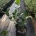 风车茉莉盆栽懒好养络石藤爬藤花卉耐热阳台盆栽藤本植物四季