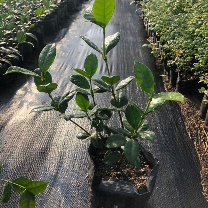 风车茉莉盆栽懒好养络石藤爬藤花卉耐热阳台盆栽藤本植物四季