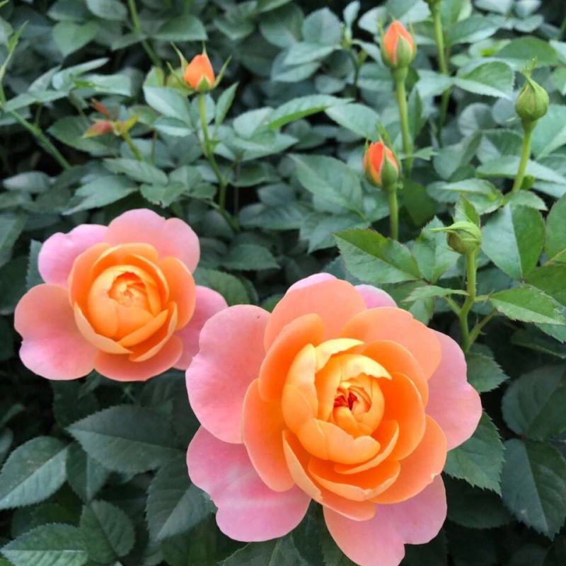 果汁阳台月季花苗盆栽庭院玫瑰大花月季浓香欧月阳台植物四季