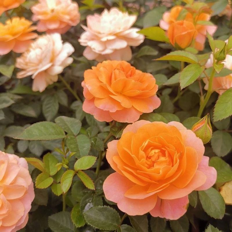 果汁阳台月季花苗盆栽庭院玫瑰大花月季浓香欧月阳台植物四季