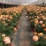 果汁阳台月季花苗盆栽庭院玫瑰大花月季浓香欧月阳台植物四季