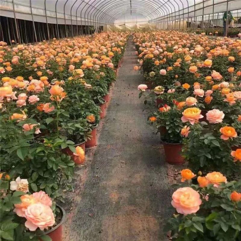 果汁阳台月季花苗盆栽庭院玫瑰大花月季浓香欧月阳台植物四季