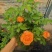 果汁阳台月季花苗盆栽庭院玫瑰大花月季浓香欧月阳台植物四季
