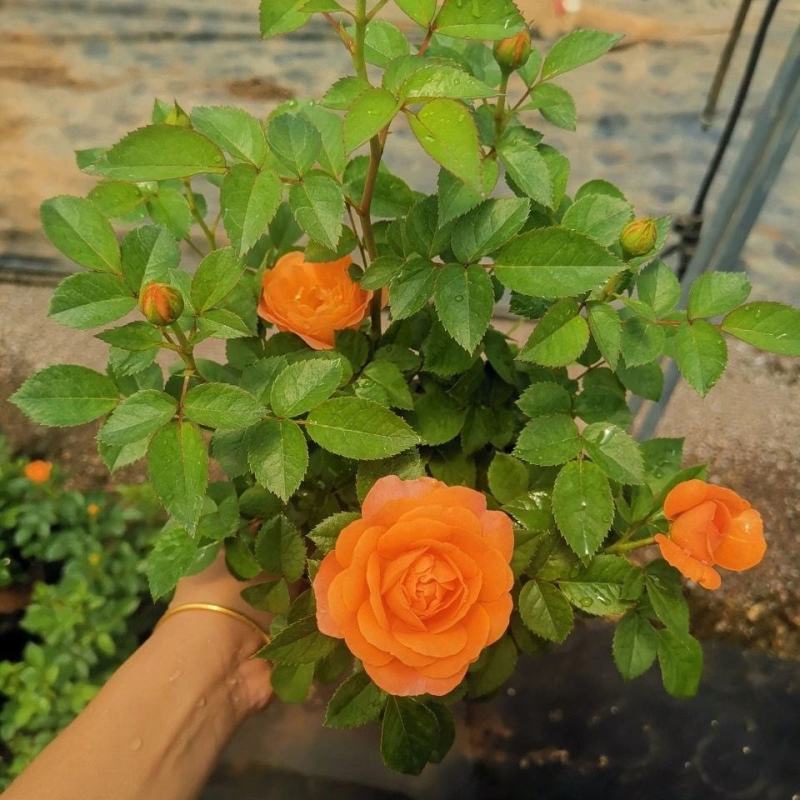 果汁阳台月季花苗盆栽庭院玫瑰大花月季浓香欧月阳台植物四季