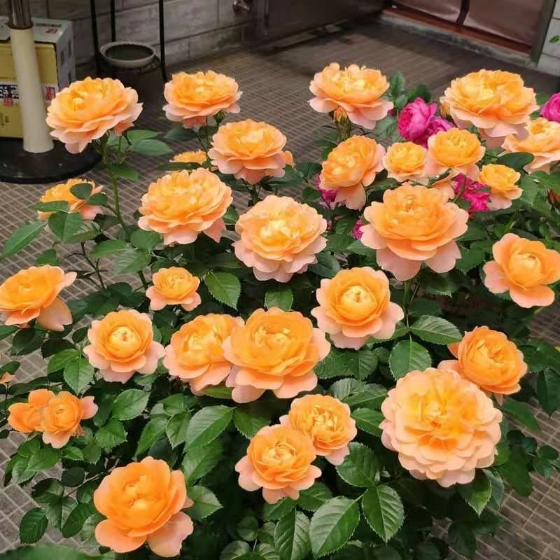 果汁阳台月季花苗盆栽庭院玫瑰大花月季浓香欧月阳台植物四季