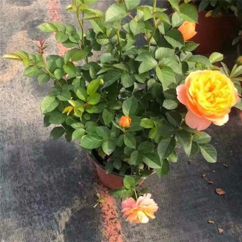 果汁阳台月季花苗盆栽庭院玫瑰大花月季浓香欧月阳台植物四季