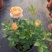 果汁阳台月季花苗盆栽庭院玫瑰大花月季浓香欧月阳台植物四季