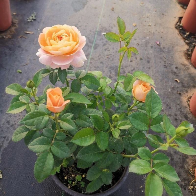 果汁阳台月季花苗盆栽庭院玫瑰大花月季浓香欧月阳台植物四季
