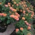 果汁阳台月季花苗盆栽庭院玫瑰大花月季浓香欧月阳台植物四季