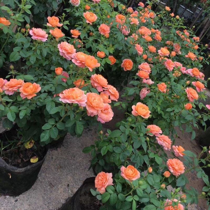 果汁阳台月季花苗盆栽庭院玫瑰大花月季浓香欧月阳台植物四季
