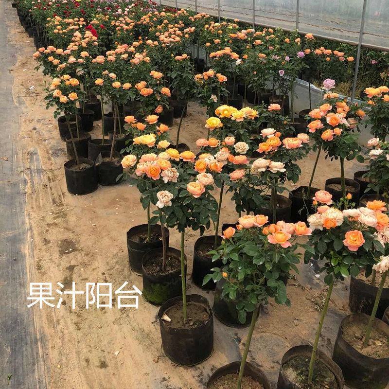 果汁阳台月季花苗盆栽庭院玫瑰大花月季浓香欧月阳台植物四季