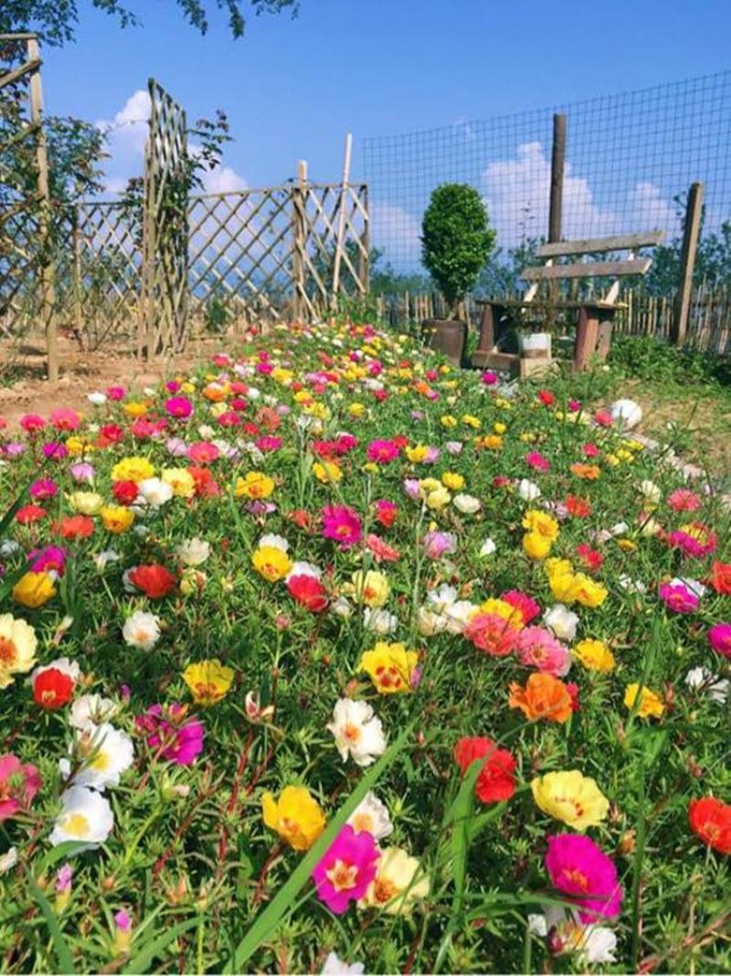 太阳花重瓣花苗混色盆栽花苗植物四季开花室外阳台庭院栀子花