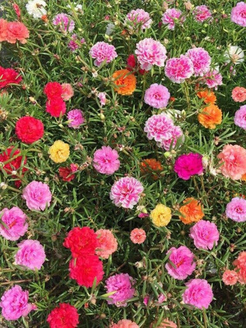 太阳花重瓣花苗混色盆栽花苗植物四季开花室外阳台庭院栀子花