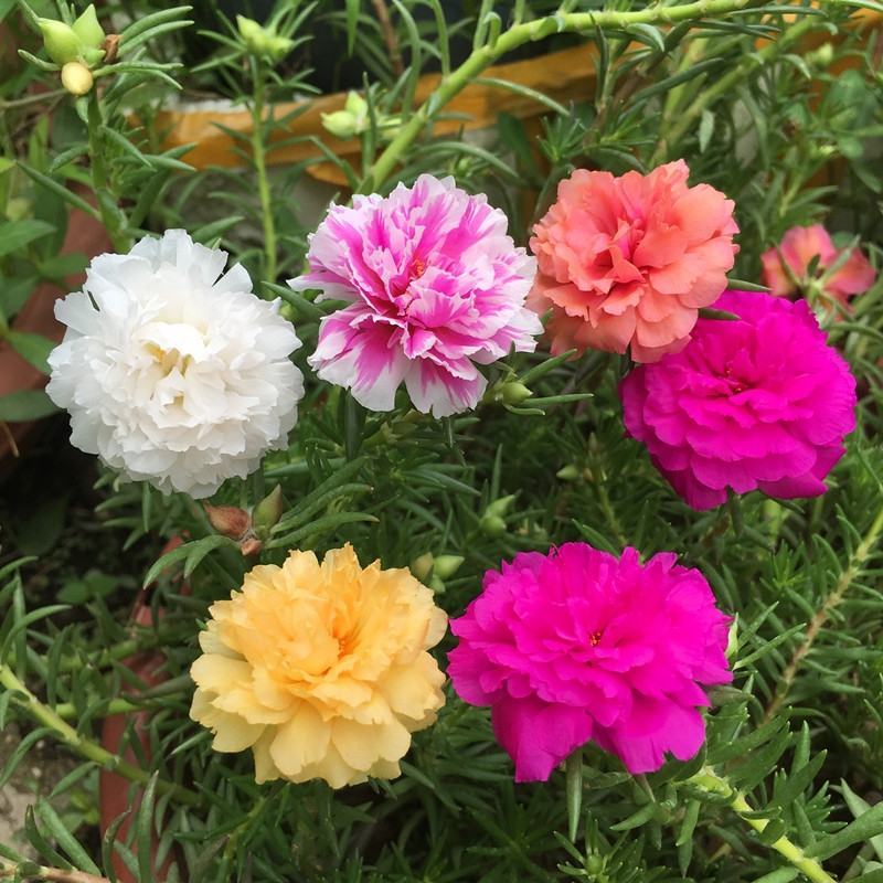 太阳花重瓣花苗混色盆栽花苗植物四季开花室外阳台庭院栀子花