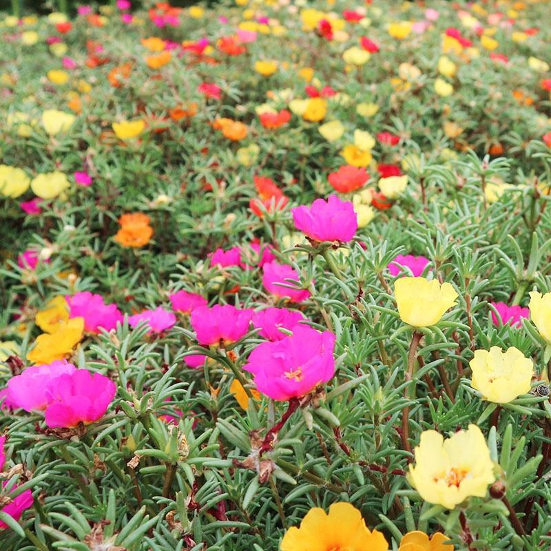 太阳花重瓣花苗混色盆栽花苗植物四季开花室外阳台庭院栀子花