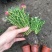 太阳花重瓣花苗混色盆栽花苗植物四季开花室外阳台庭院栀子花