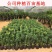 红山茶花四季山茶花嫁接红山茶花苗盆栽阳台四季茶花