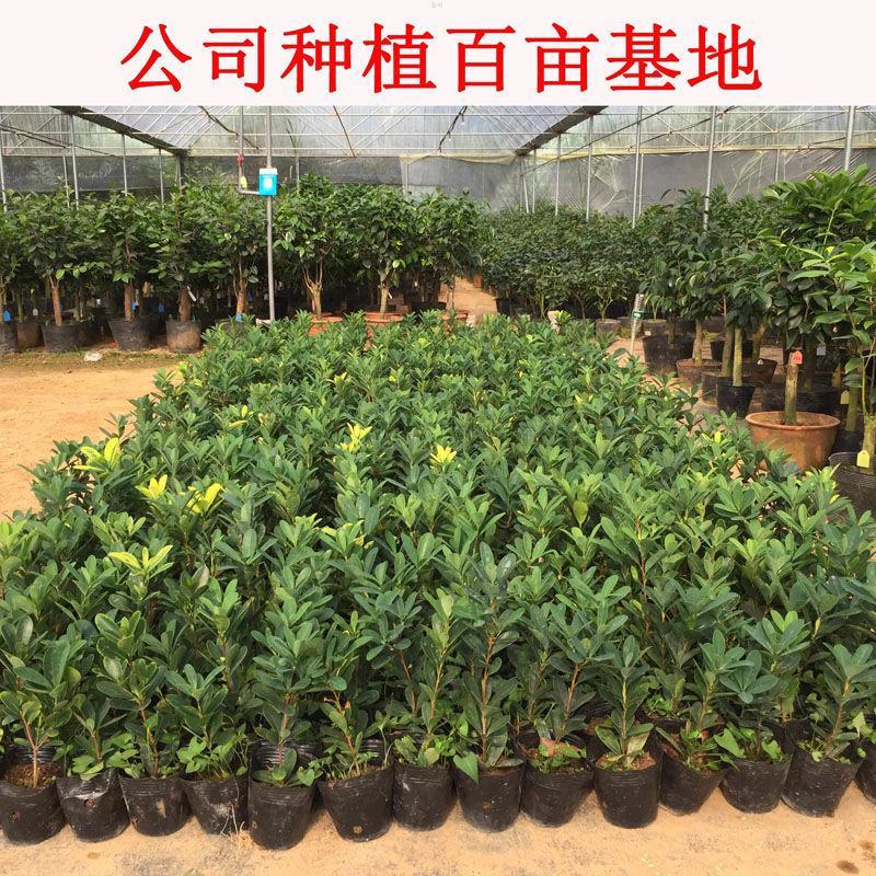 红山茶花四季山茶花嫁接红山茶花苗盆栽阳台四季茶花