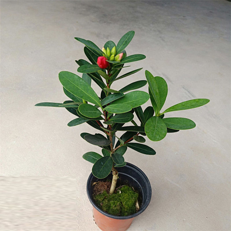 红山茶花四季山茶花嫁接红山茶花苗盆栽阳台四季茶花