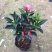 红山茶花四季山茶花嫁接红山茶花苗盆栽阳台四季茶花
