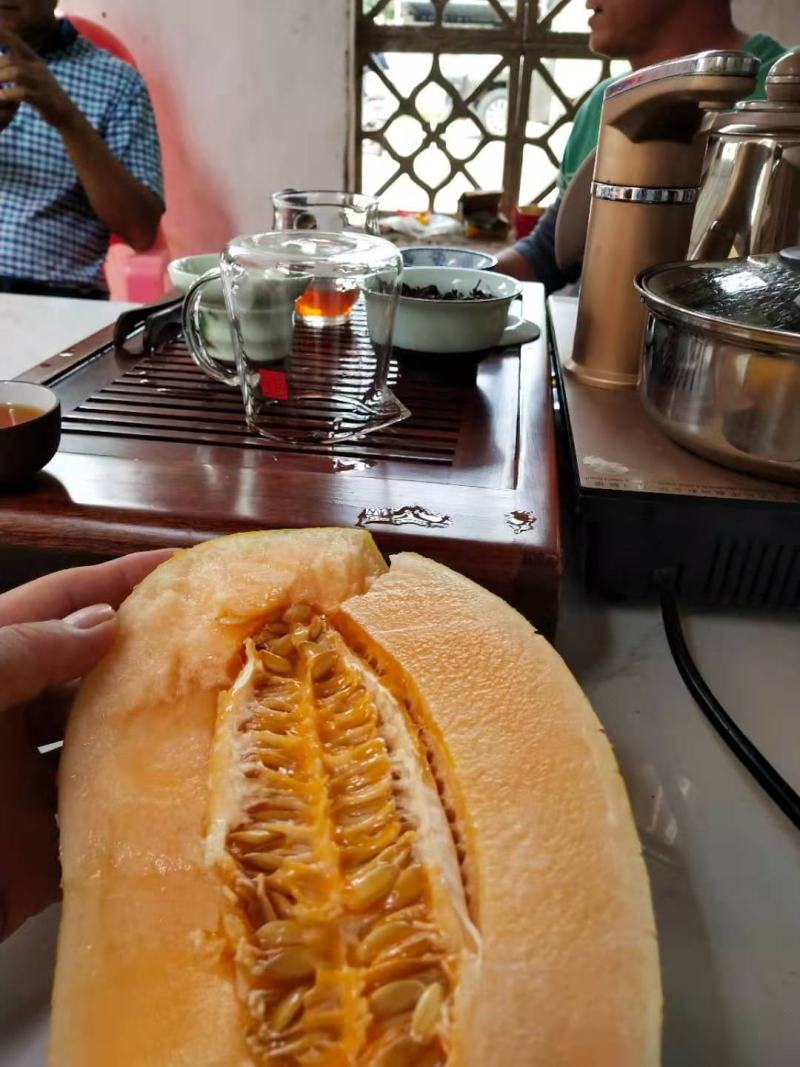黄皮25哈密瓜，金密瓜，产地一手货源诚信代办