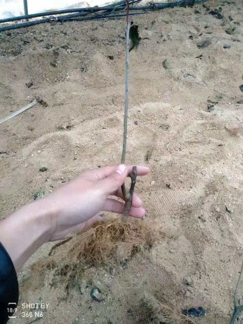 基地出售北美冬青苗芽苗20-50公分裸根苗杯苗