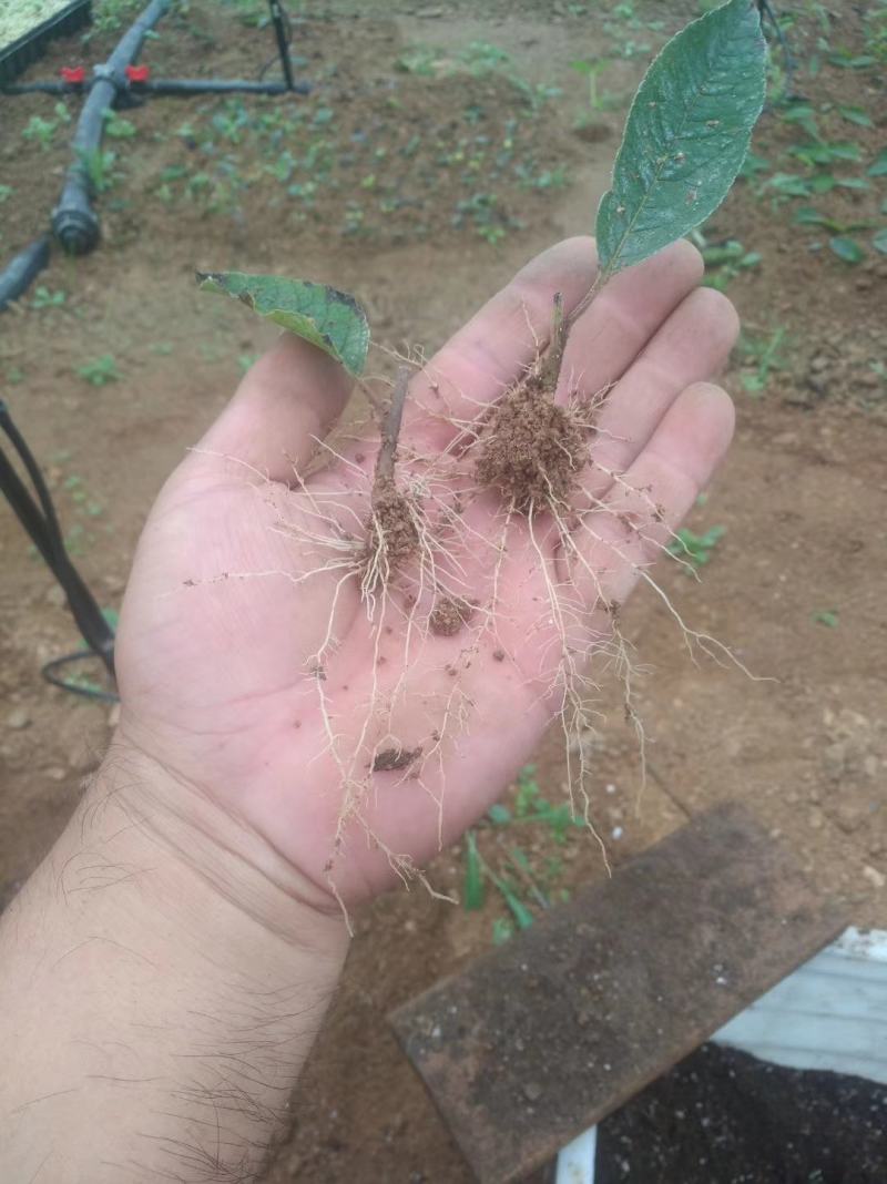 基地出售北美冬青苗芽苗20-50公分裸根苗杯苗