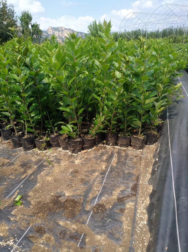 基地出售北美冬青苗芽苗20-50公分裸根苗杯苗