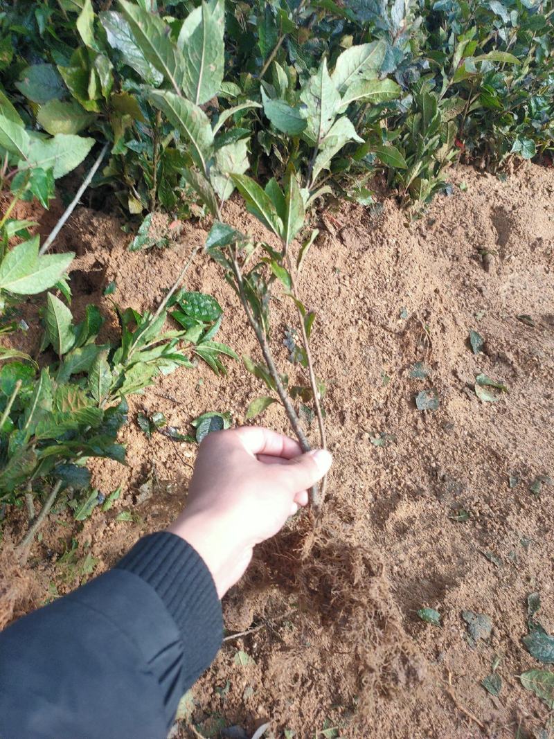 基地出售北美冬青苗芽苗20-50公分裸根苗杯苗