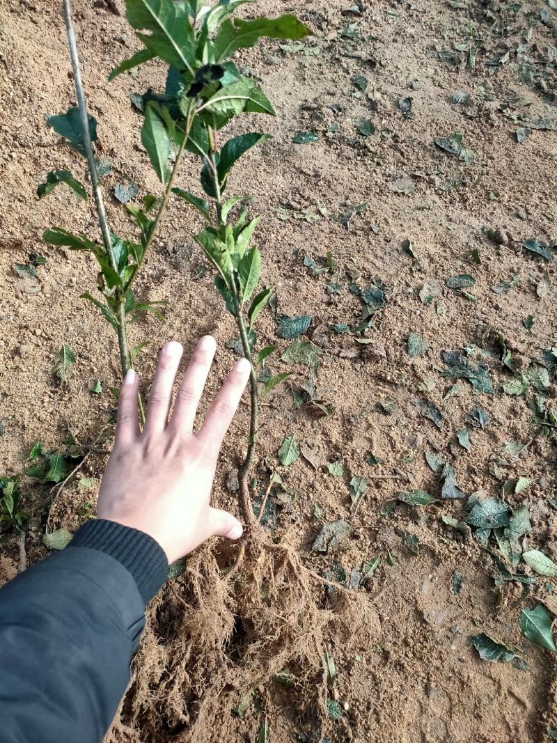 基地出售北美冬青苗芽苗20-50公分裸根苗杯苗