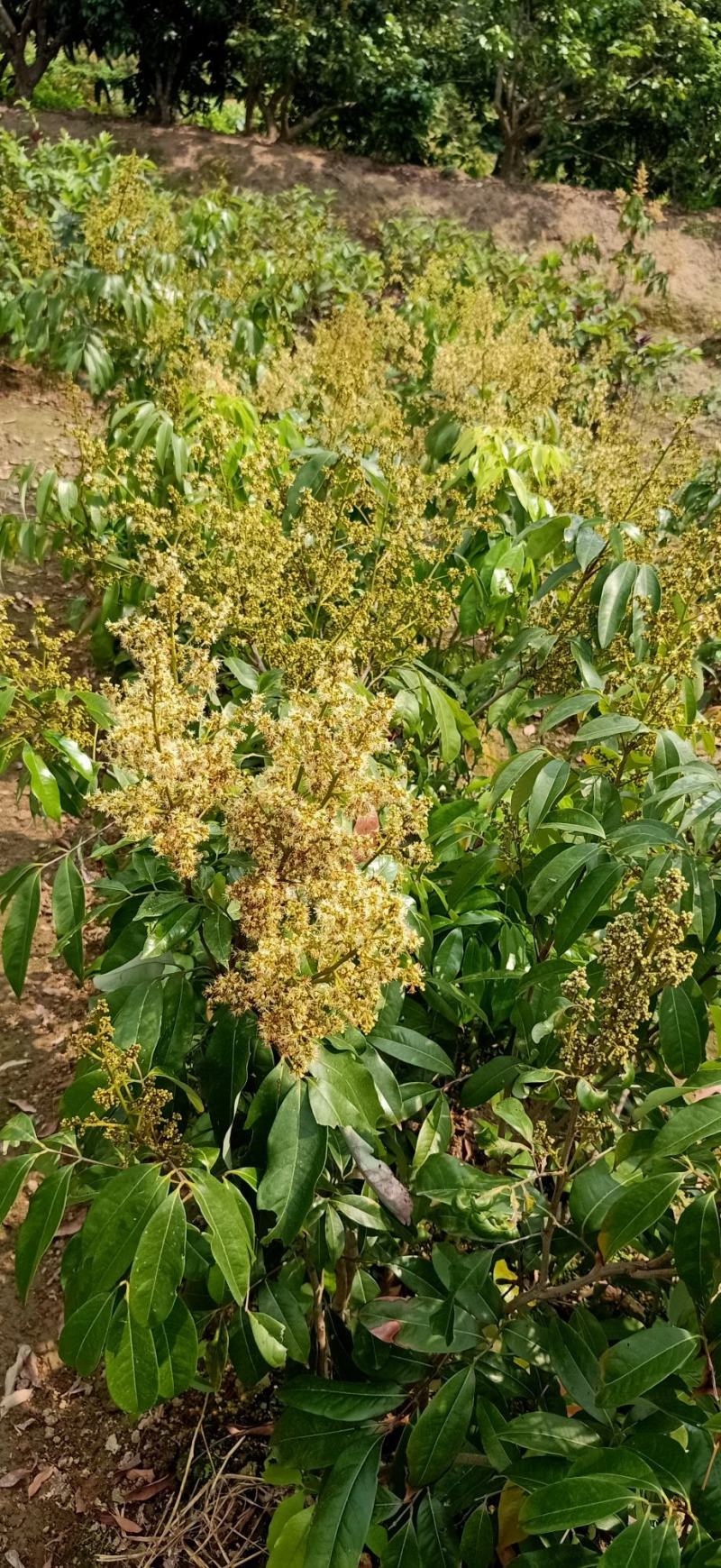 桂味荔枝苗桂味荔枝果树苗嫁接荔枝苗庭院盆栽桂味荔枝苗