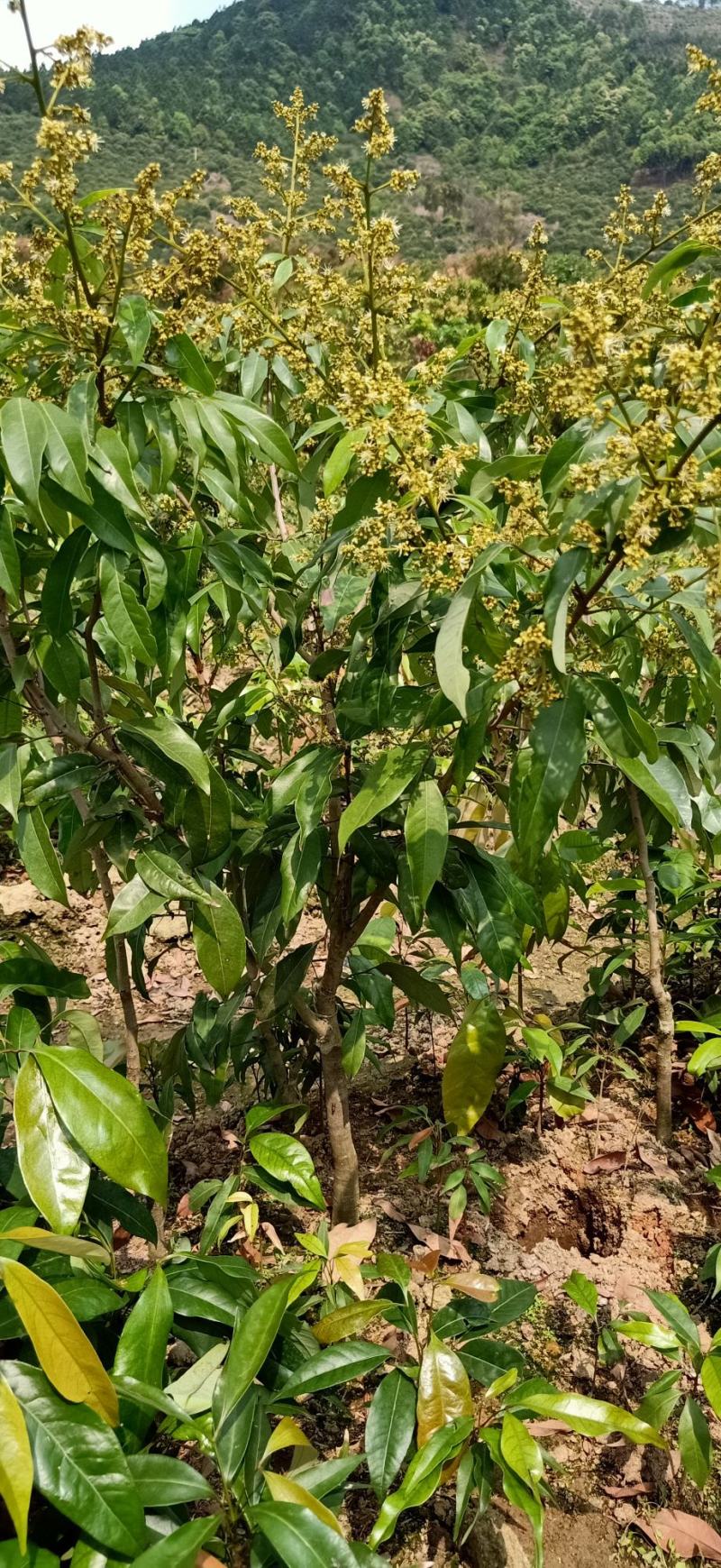 桂味荔枝苗桂味荔枝果树苗嫁接荔枝苗庭院盆栽桂味荔枝苗