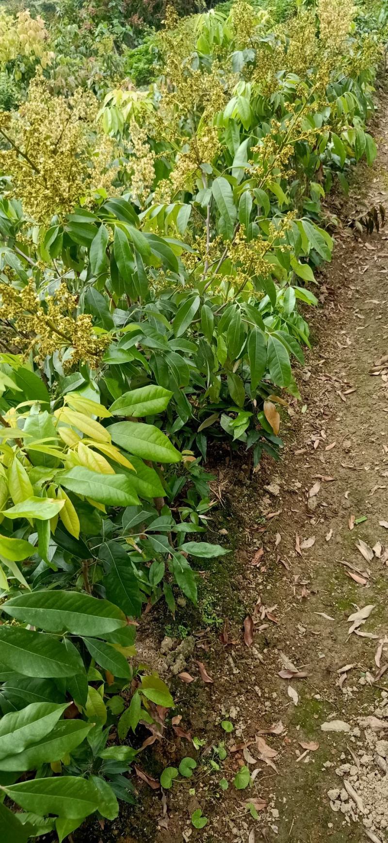桂味荔枝苗桂味荔枝果树苗嫁接荔枝苗庭院盆栽桂味荔枝苗