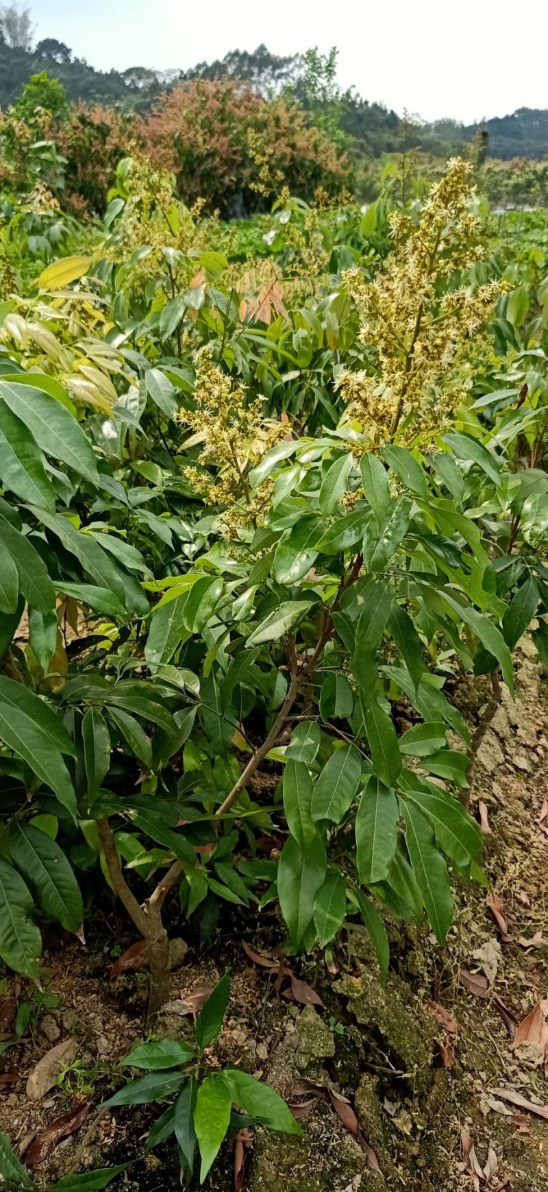 桂味荔枝苗桂味荔枝果树苗嫁接荔枝苗庭院盆栽桂味荔枝苗