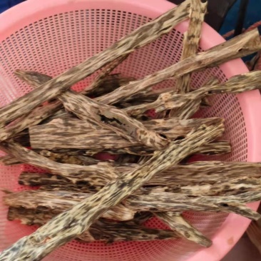 山头种植，现场收购，价格行情，靓品种，结香快，靓
