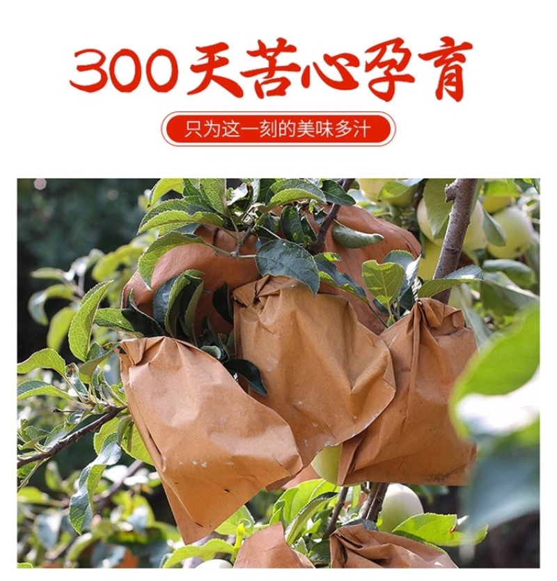 山东烟台红富士苹果水果新鲜当季栖霞脆甜整箱批发10斤5斤