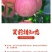 山东烟台红富士苹果水果新鲜当季栖霞脆甜整箱批发10斤5斤