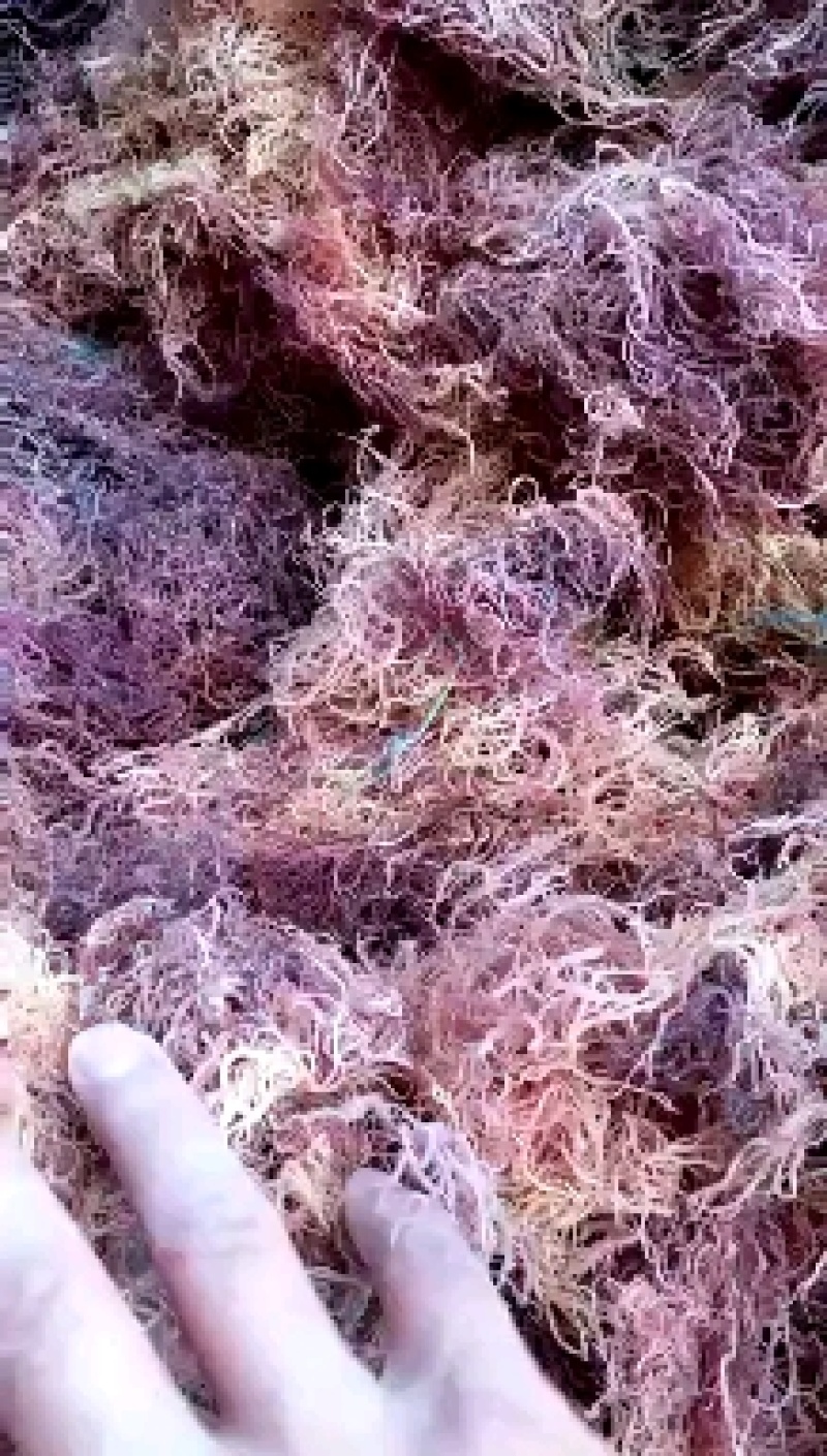 海石花）。。。。。。。。。。。。。。。。。。。。