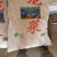 海石花）。。。。。。。。。。。。。。。。。。。。