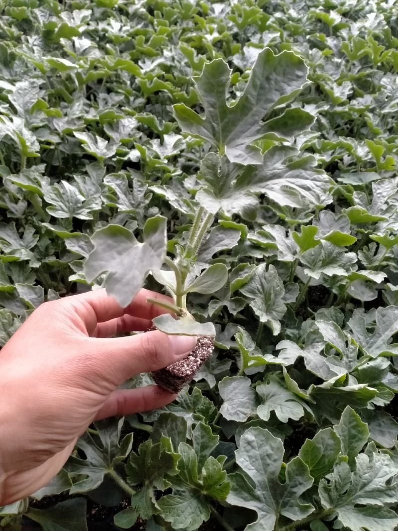 阜城县《润萍苗场》大量供应嫁接:西瓜苗，甜瓜苗等菜苗！
