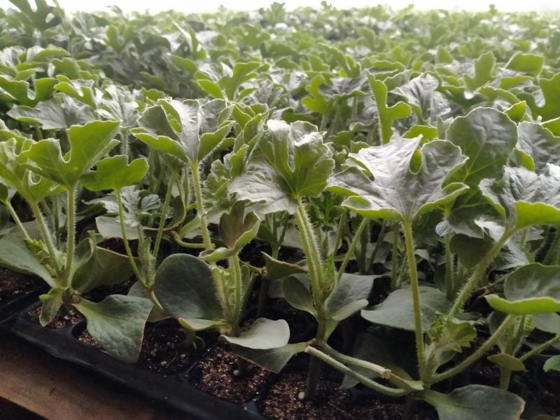 阜城县《润萍苗场》大量供应嫁接:西瓜苗，甜瓜苗等菜苗！