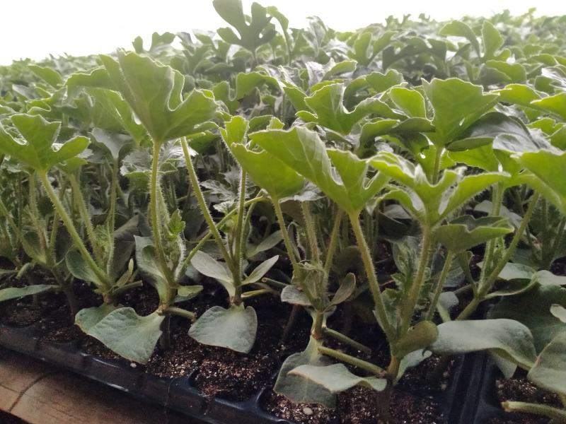 阜城县《润萍苗场》大量供应嫁接:西瓜苗，甜瓜苗等菜苗！