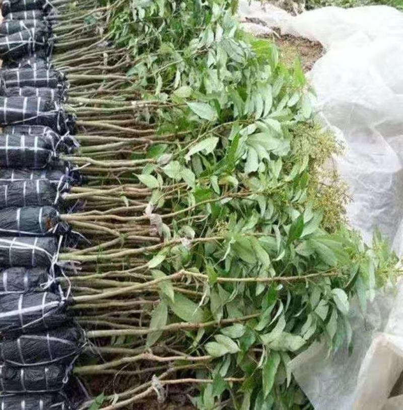 无核荔枝树苗嫁接苗盆栽地载果树苗荔枝苗四季种植当年结
