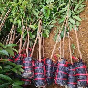 无核荔枝树苗嫁接苗盆栽地载果树苗荔枝苗四季种植当年结