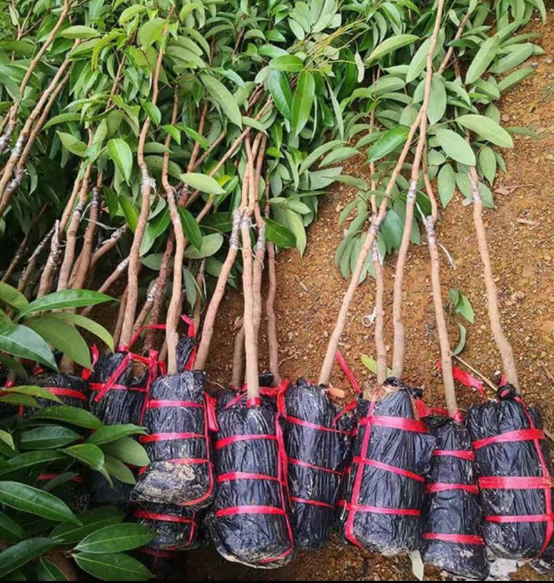 无核荔枝树苗嫁接苗盆栽地载果树苗荔枝苗四季种植当年结
