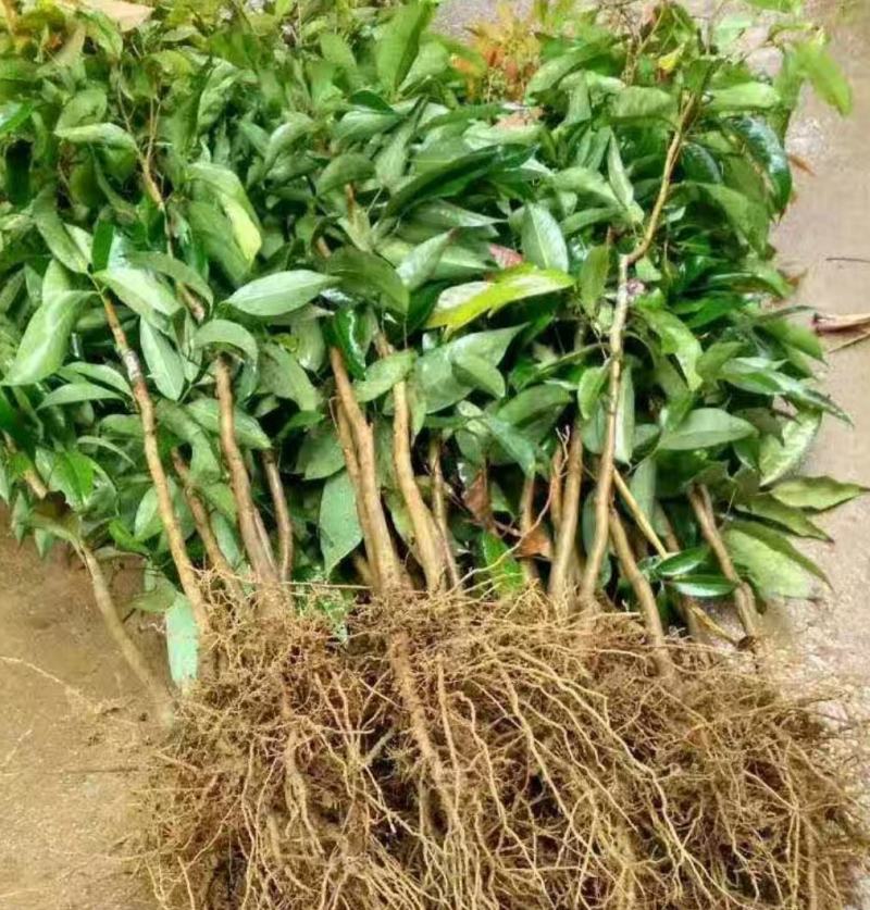 无核荔枝树苗嫁接苗盆栽地载果树苗荔枝苗四季种植当年结