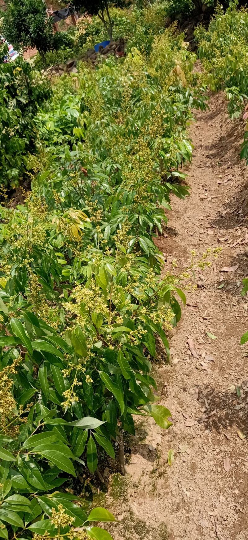 无核荔枝树苗嫁接苗盆栽地载果树苗荔枝苗四季种植当年结