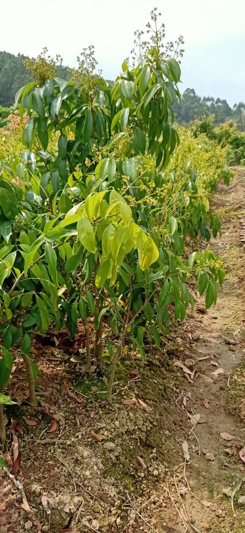 无核荔枝树苗嫁接苗盆栽地载果树苗荔枝苗四季种植当年结