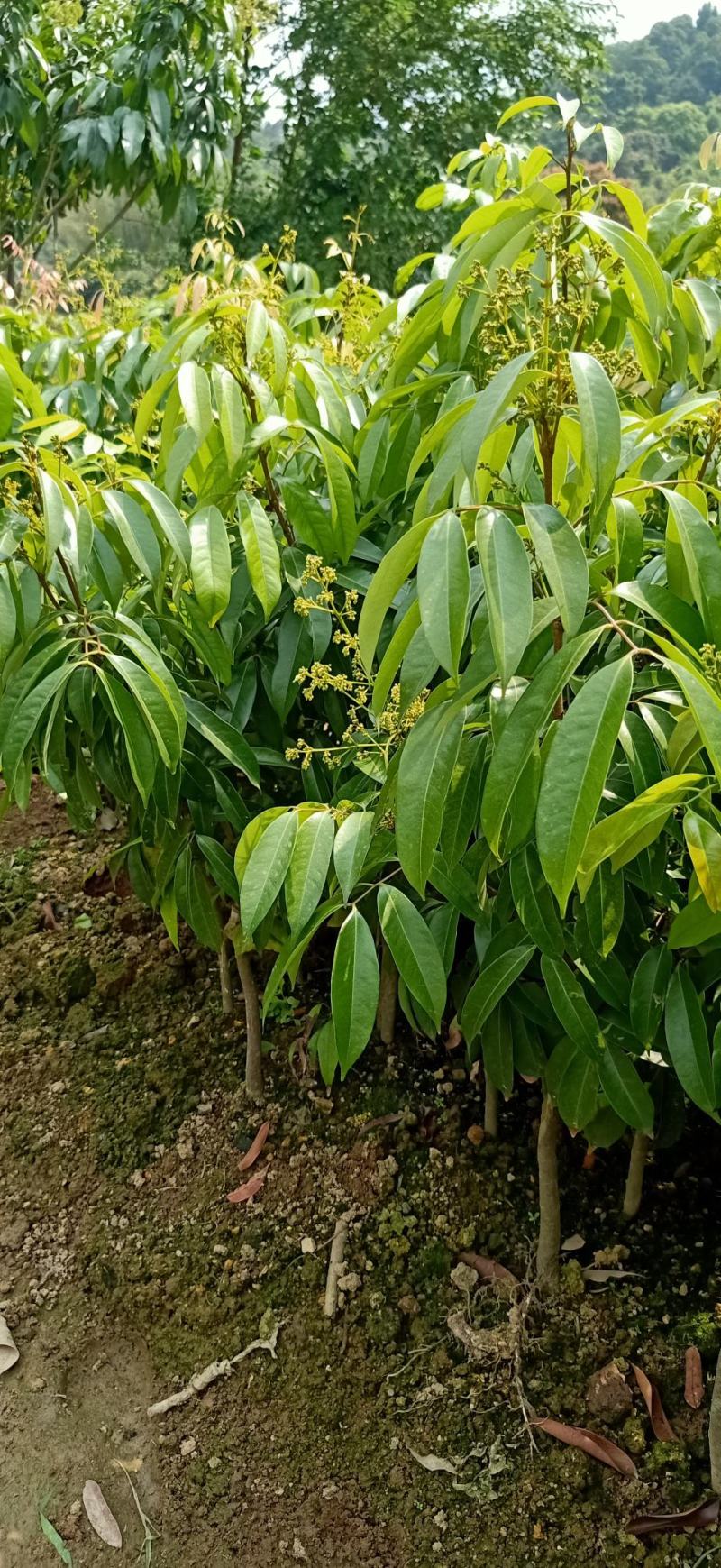 无核荔枝树苗嫁接苗盆栽地载果树苗荔枝苗四季种植当年结