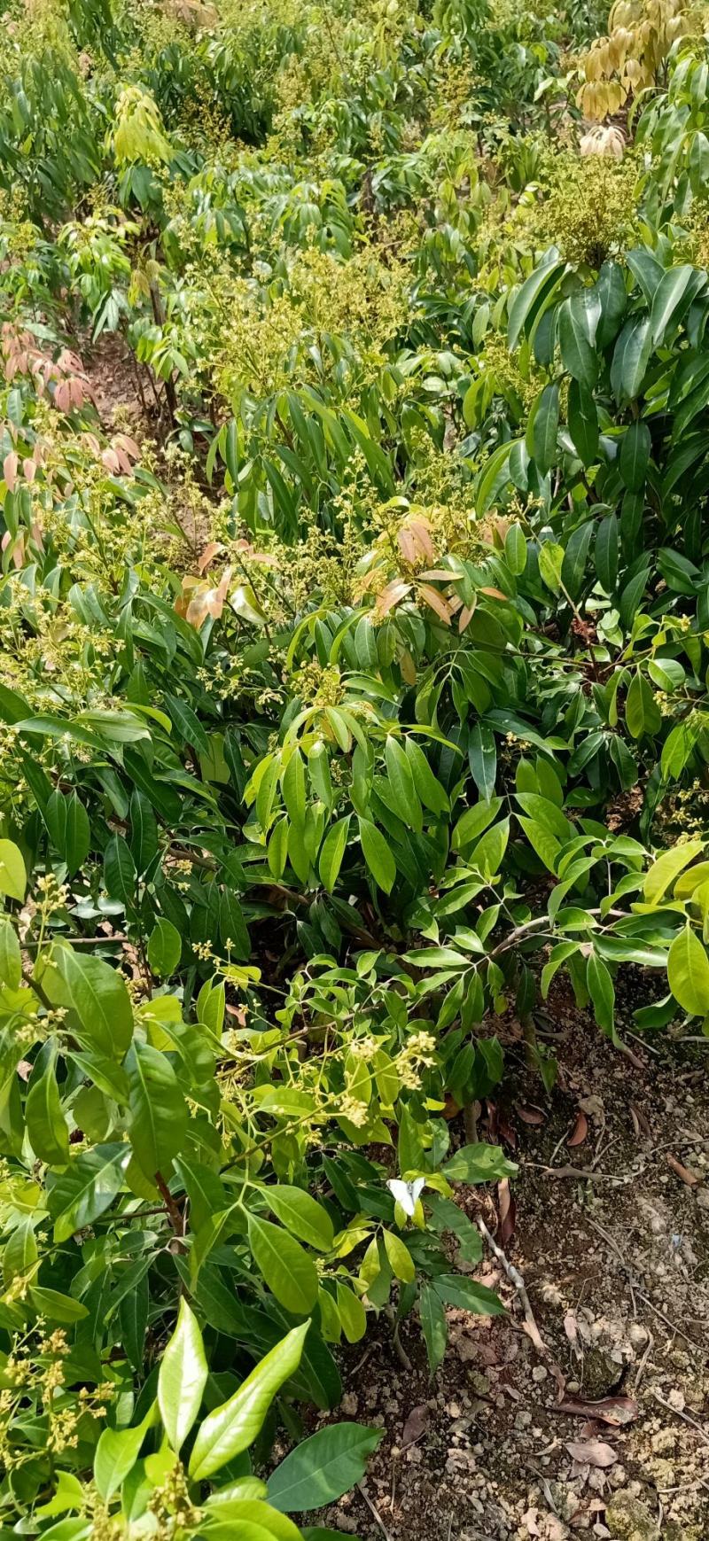无核荔枝树苗嫁接苗盆栽地载果树苗荔枝苗四季种植当年结